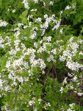 Bir orman çalı beyaz çiçekler
