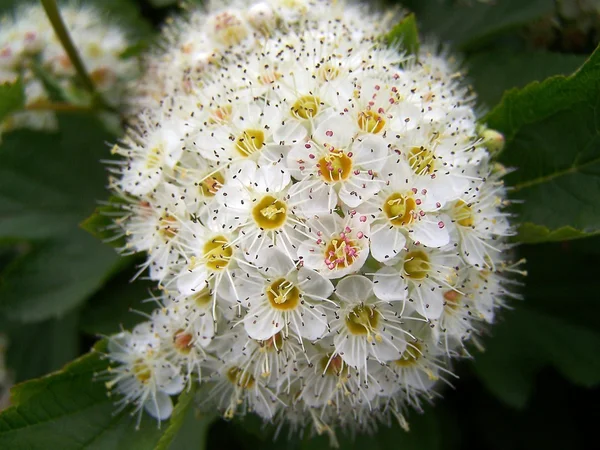 Белый цветок Спирея — стоковое фото