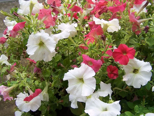 Red and white Petunia flowers — Stock Photo, Image
