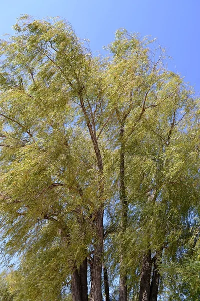 Eine sich ausbreitende Weide im Wind — Stockfoto