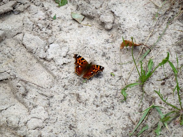 Butterfly in the sand