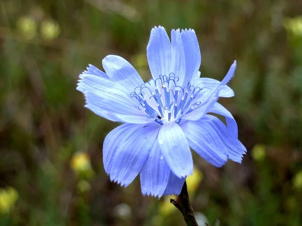 Flor de chicória azul — Fotografia de Stock