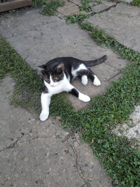 Kedi yavrusu taş levhada dondu.