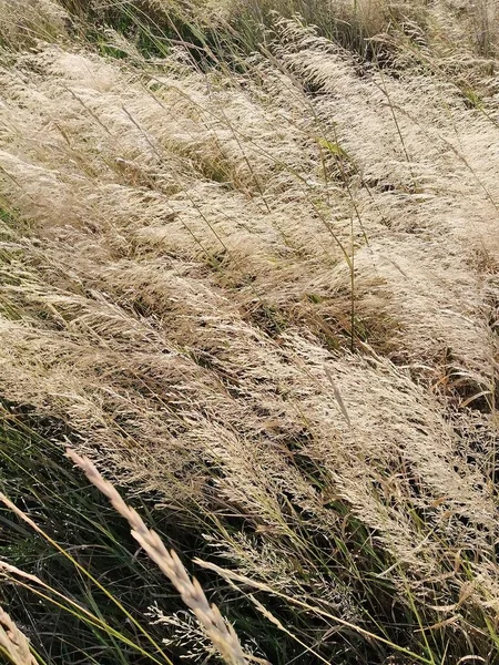 Buntes Gras Mit Hohen Ohren Unter Dem Druck Eines Frischen — Stockfoto
