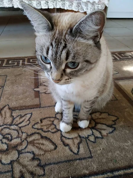 Portrait Cute Little Cat Long Ears Carpet — Stock Photo, Image