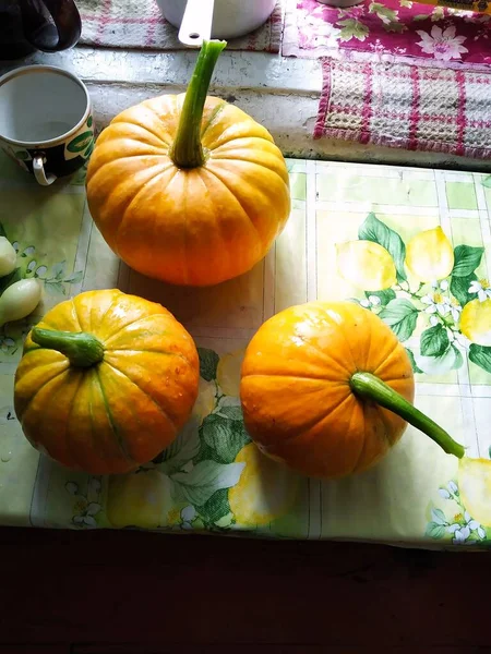 Cosecha Fresca Calabaza Común Mesa — Foto de Stock