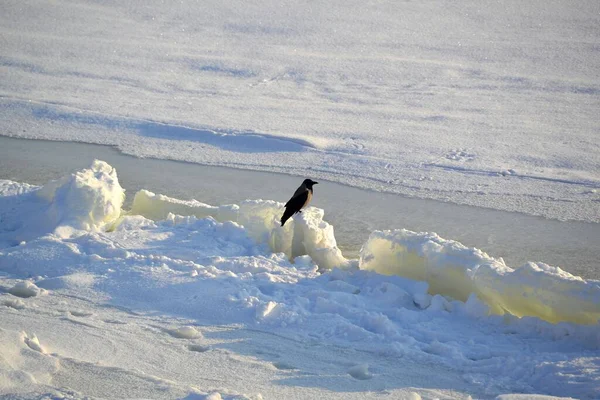 Corvo Solitário Uma Borda Afiada Gelo Meio Deserto Nevado — Fotografia de Stock