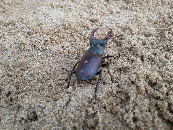 Dendroctone Cerf Déplace Sur Sable — Photo