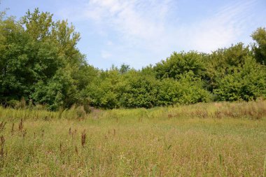 Bataklıktaki yoğun bitki örtüsü ormana dönüşüyor.
