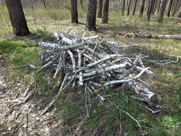 Colheita de árvores mortas na floresta urbana — Fotografia de Stock