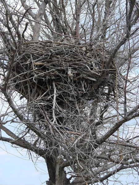 Le nid d'aigle dans la forêt (dans la région des environs Satkaliyev ) — Photo
