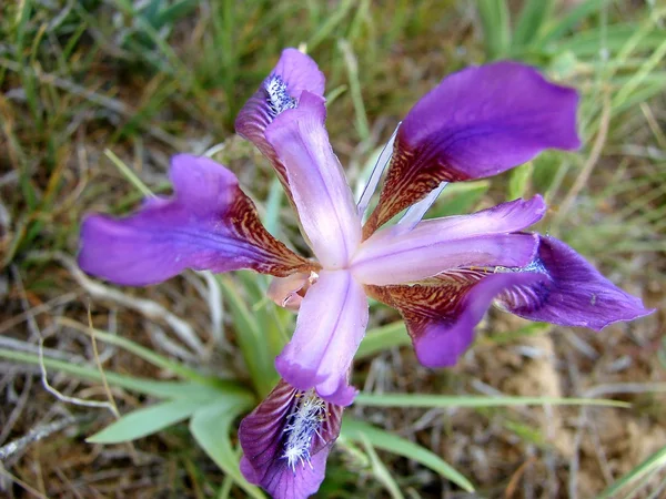 Iris púrpura — Foto de Stock