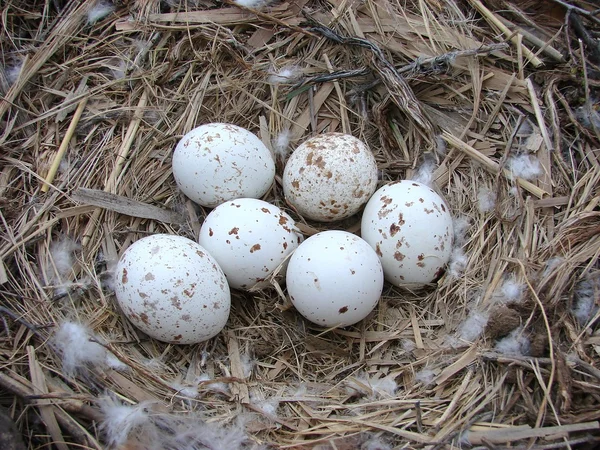 Eier im Nest — Stockfoto