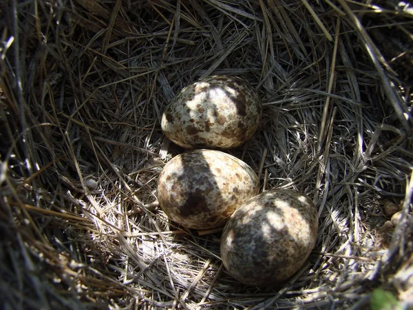 Nest met eieren — Stockfoto