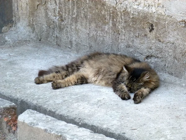 Imponente relajante gato —  Fotos de Stock