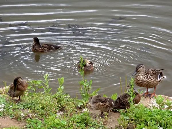 Pato família na lagoa — Fotografia de Stock