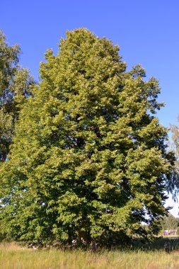 Linden çiçekli zaman