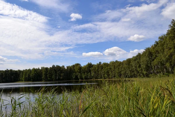 Bank of a forest lake in summer day — Stok Foto