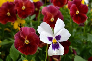 Viola üç renkli veya hercai menekşe