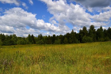 Bulutlar üzerinde orman kenarı