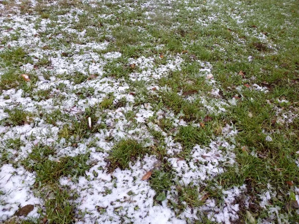 Snow on the green grass — Stock Photo, Image