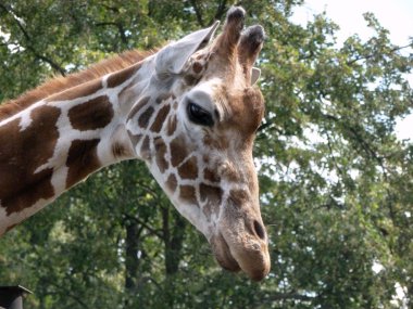 Kaliningrad hayvanat bahçesinde zürafa