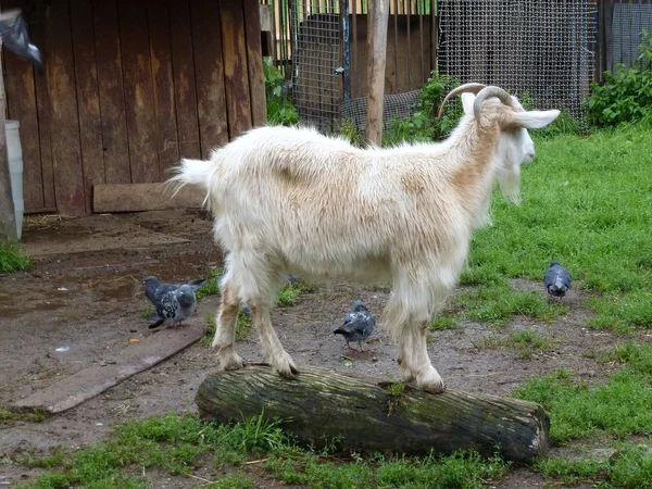 Witte geit op een log — Stockfoto