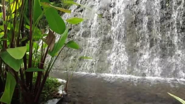 Фонтан води в національному парку Тай. — стокове відео
