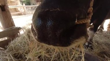 Tayland 'da bir hayvanat bahçesi çiftliğinde Asya su bufaloları otluyor. 