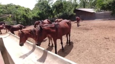 Atları otlakta çok az tutuyorlar. 