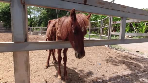 Caballos mal mantenidos en un potrero — Vídeo de stock