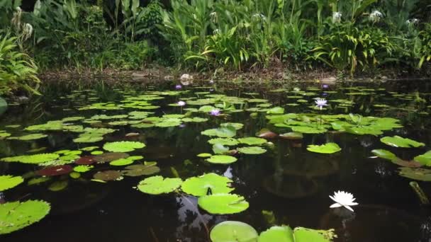 Fontana d'acqua in un parco nazionale thailandese — Video Stock