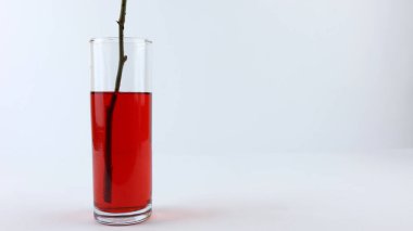 Beyaz güller saplarını kırmızı gıda boyası içeren bir bardağa batırılarak renklendirilir. Beyaz arka plandaki çocuklar için bilim konsepti