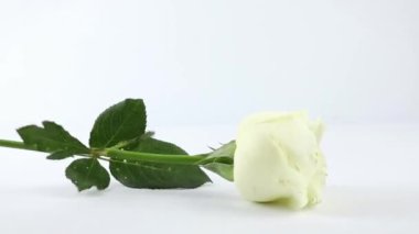 beyaz masa ve beyaz arkaplan üzerine beyaz güller bırakarak