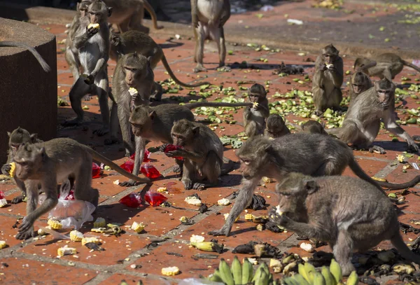 Comer caranguejo Macaques comida fest, Tailândia — Fotografia de Stock