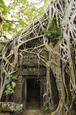 Bükülmüş kökleri Ta balo Tapınağı'nda