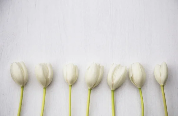 White tulips on wood background — Stock Photo, Image