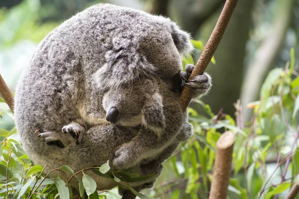 Moeder en joey koala knuffelen — Stockfoto