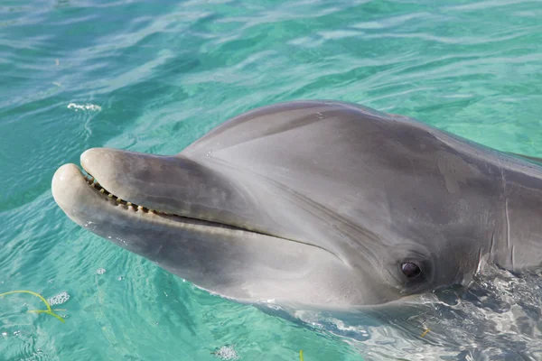 Dolphin, Honduras — Stock Photo, Image