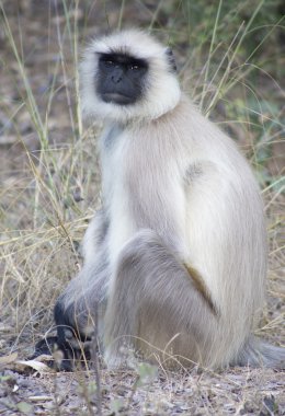 Güney Plains gri Langur
