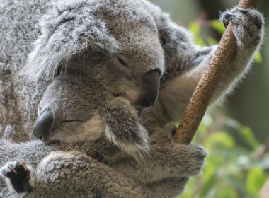 Koala and her joey clipart