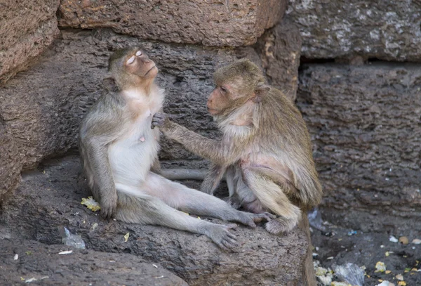 Caranguejo comer Macacos grooming — Fotografia de Stock