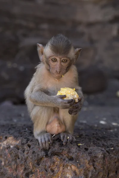 Caranguejo jovem Comer Macaco — Fotografia de Stock