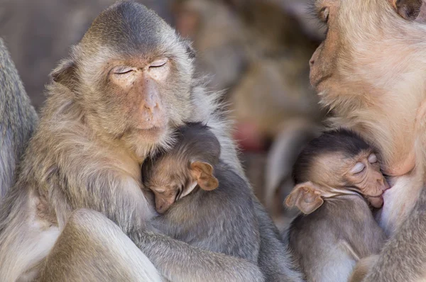 Dois caranguejo comer macacos amamentando seus jovens — Fotografia de Stock
