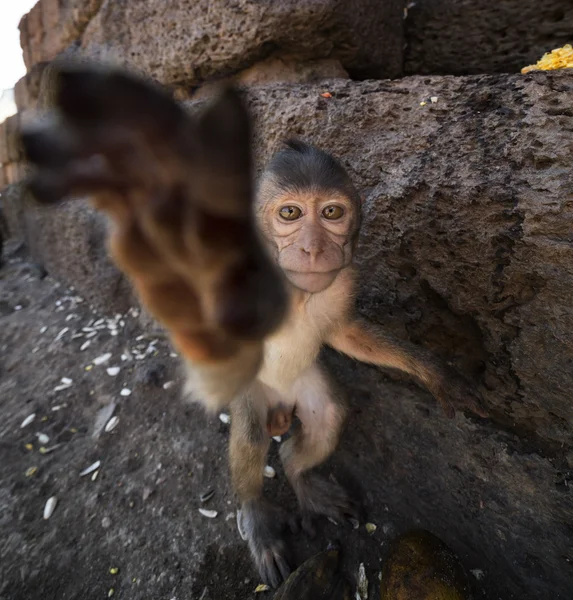 Young krabba äta makak — Stockfoto