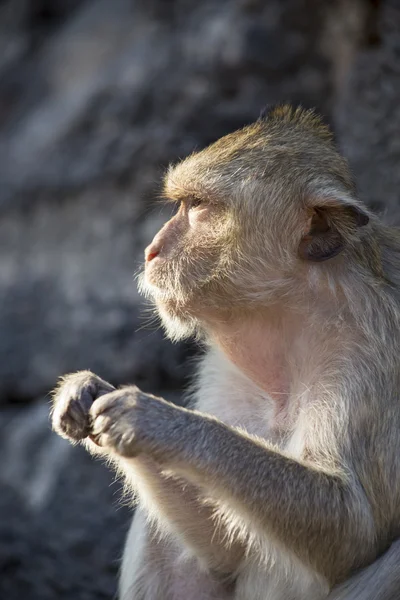 Caranguejo comer macaco — Fotografia de Stock