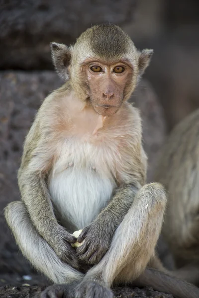 Caranguejo jovem Comer Macaco — Fotografia de Stock