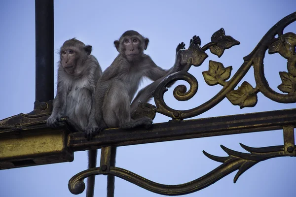 Caranguejo comer macacos até a luz da rua — Fotografia de Stock