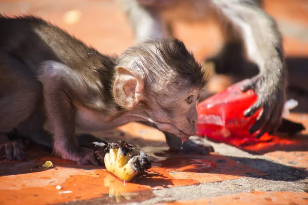 Bebé cangrejo comiendo macaco Fotos de stock