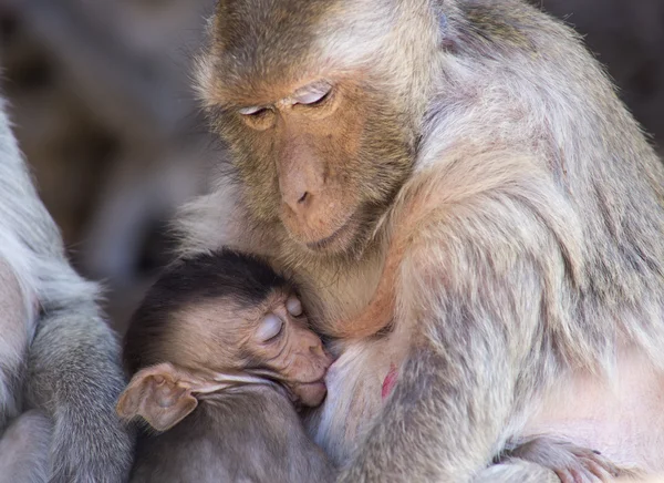 Cangrejo comiendo macaco y bebé Fotos de stock libres de derechos